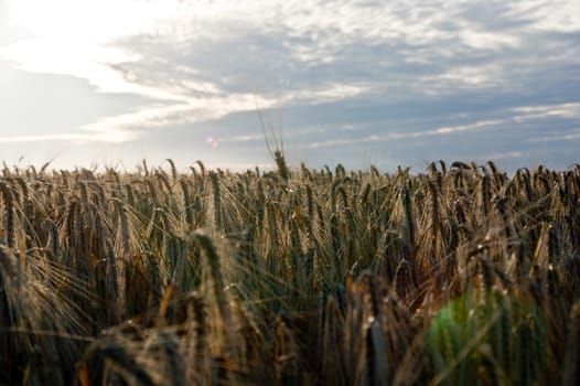 The mature before winter barley (Hordeum vulgare L.) harvests.