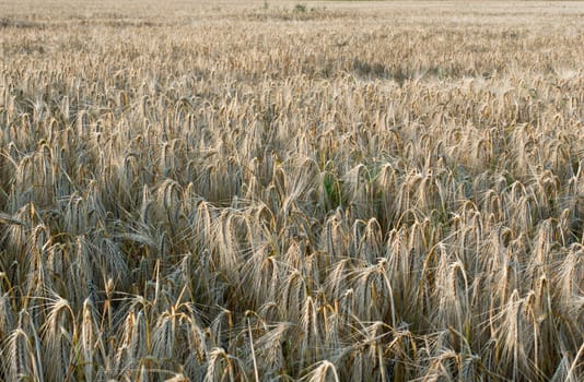 The mature before winter barley (Hordeum vulgare L.) harvests.