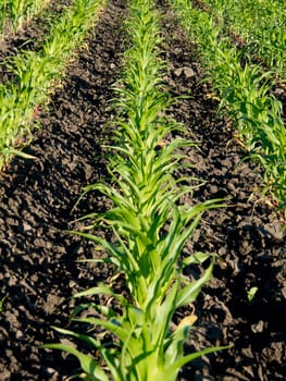 In developing corn plant (Zea mays) field.