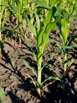 In developing corn plant (Zea mays) field.