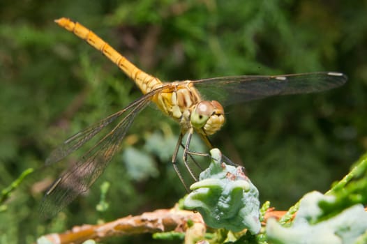 Dragonfly (Odonata) les prey among the Thuja