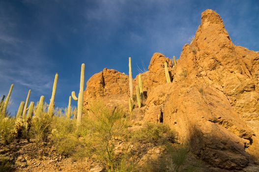 Cacti lit with afternoon sun in Saguaro National Park, Arizona USA