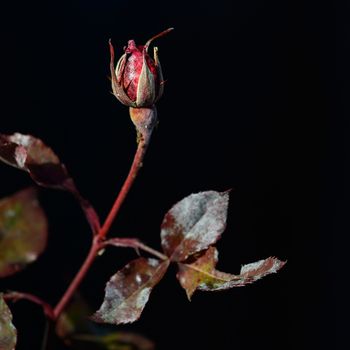 a nice view of rosebud frozen.it grows in the middle of winter in the italian Alps.