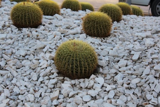 Cacti, with the common name Golden Barrel Cactus or Golden Ball Cactus (species name: Echinocactus grusonii).