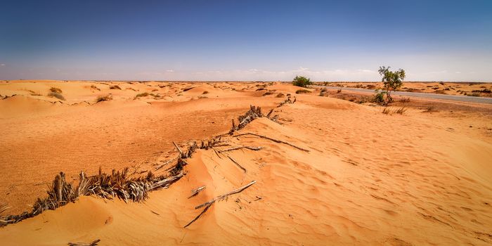 desert sahara