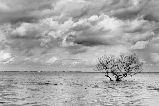 a nice view of tree in the indian ocean,Black&white.