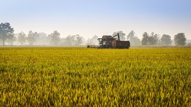 Every year in September takes place the rice harvest in Lombardy