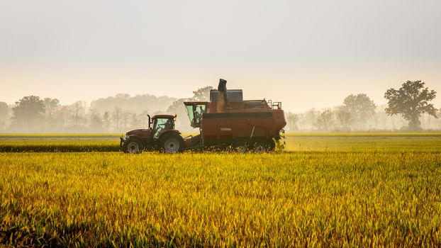 Every year in September takes place the rice harvest in Lombardy