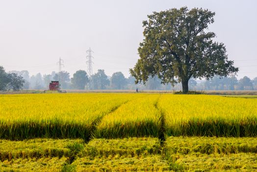 Every year in September takes place the rice harvest in Lombardy