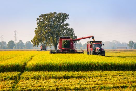 Every year in September takes place the rice harvest in Lombardy