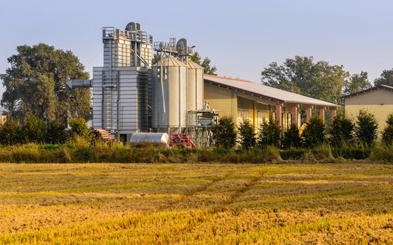 A new farm specializing in the production of rice Lombard.