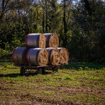 hay balls of lombardy,italy