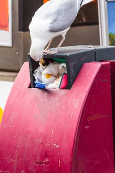 Seagull  when foraging in a red trash can.
