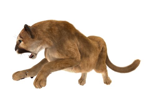 3D digital render of a big cat puma hunting iisolated on white background
