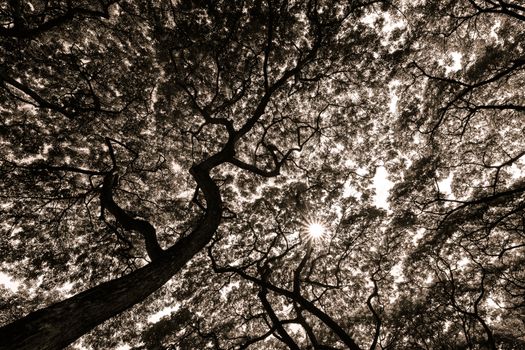 looking up into the treetop in vintage style black and white