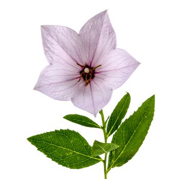 Pink flower of Platycodon (Platycodon grandiflorus) or bellflowers, isolated on white background