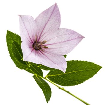 Pink flower of Platycodon (Platycodon grandiflorus) or bellflowers, isolated on white background