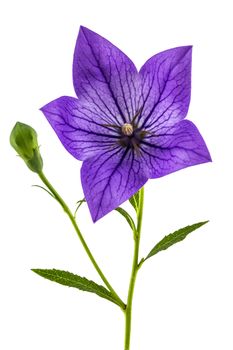 Purple flower of Platycodon (Platycodon grandiflorus) or bellflowers, isolated on white background