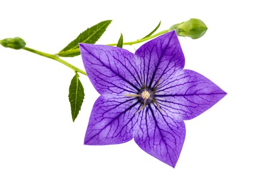 Purple flower of Platycodon (Platycodon grandiflorus) or bellflowers, isolated on white background
