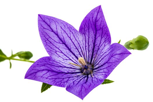 Purple flower of Platycodon (Platycodon grandiflorus) or bellflowers, isolated on white background