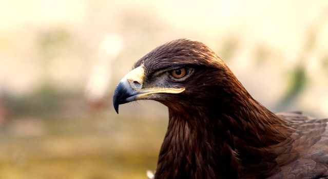 Photo of an angry brown eagle in the nature