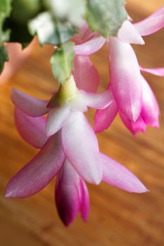 Photo of the beautiful christmas cactus flower