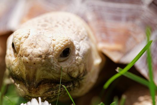 Cute turtle crawling on the green grass