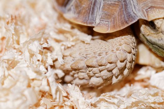 Photo of a turtle crawling on his terrarium 