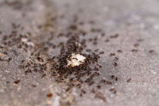 Photo lot of ants on the bread