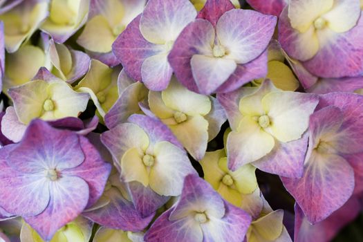 Close up photo of the beautiful and colorful hydrangea