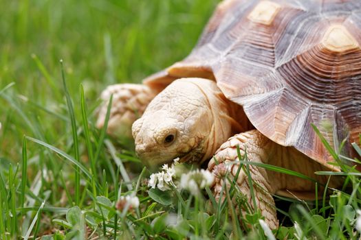 Cute turtle crawling on the green grass