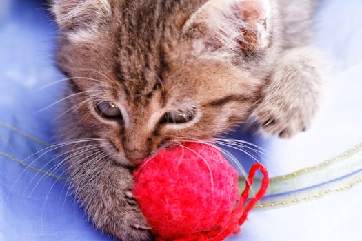 Photo of a cute cat who playing a red skein