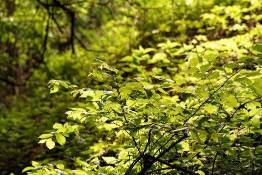 Photo of the green leaves on the tree