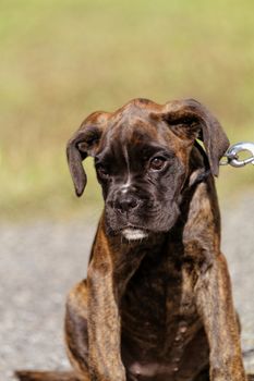 Photo of a cute brown boxer dog