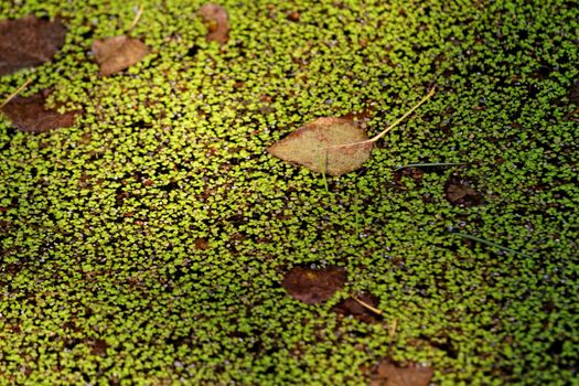 Water surface covered with green duckweed (Lemna)