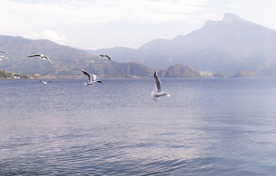 Photo of the seagull in the lake