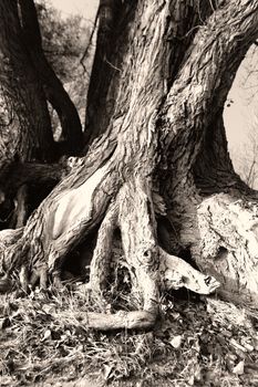 Photo of a tree's branched root in the forest