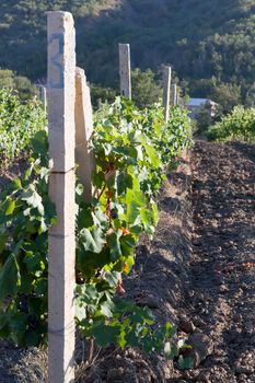 the grapes clusters hanging among leaves in clear summer day