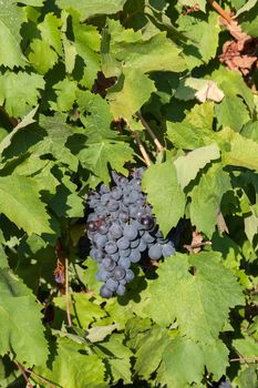 the grapes clusters hanging among leaves in clear summer day