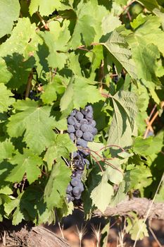 the grapes clusters hanging among leaves in clear summer day