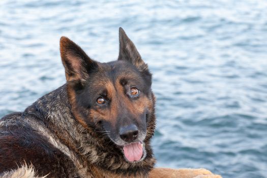 portrait of the beautiful bathed dog against the blue sea