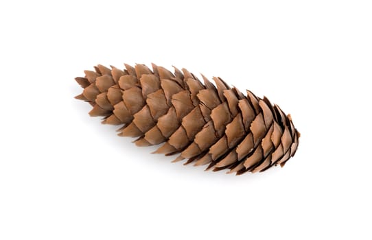 Pine tree cone isolated on white. Christmas decoration.