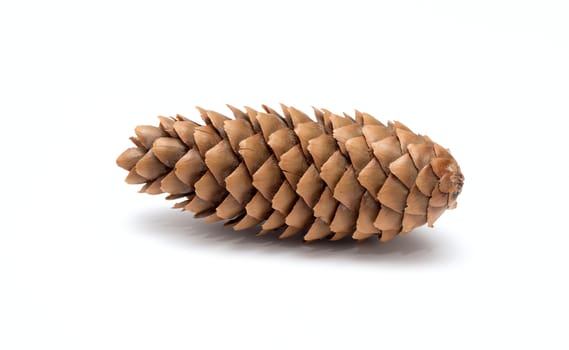 Pine tree cone isolated on white. Christmas decoration.