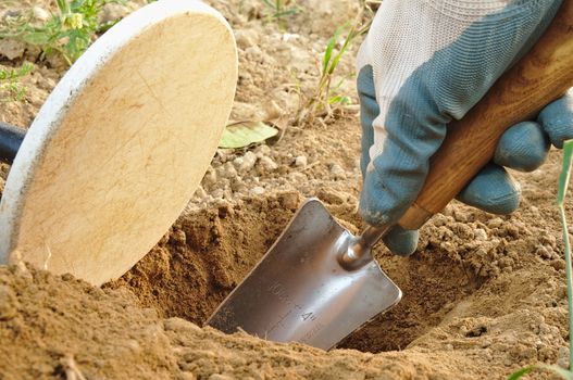 digging a hole while metal detecting. Metal detector coil, spade and gloves. Sports and hobbies theme