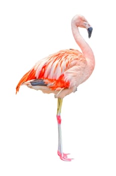 Pink flamingo, isolated on white background