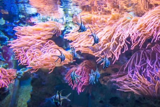 colorful fish swimming under water