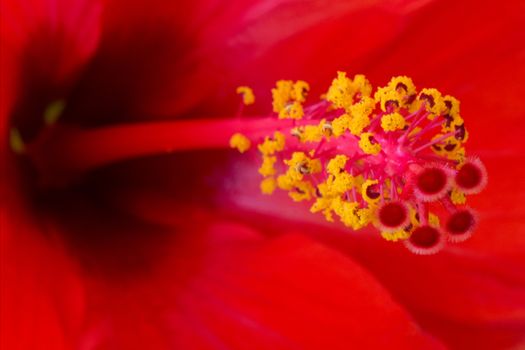 Macro shot of a red hibiscus flower.