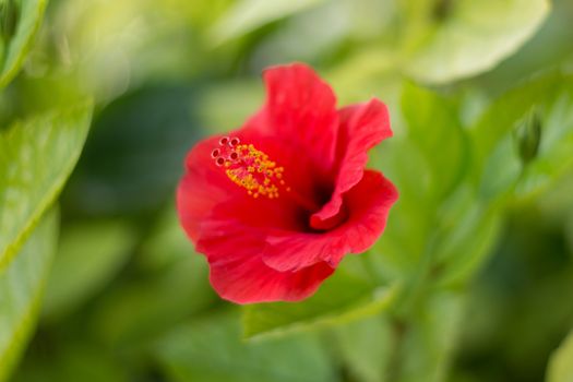 Red hibiscus on blurred background.