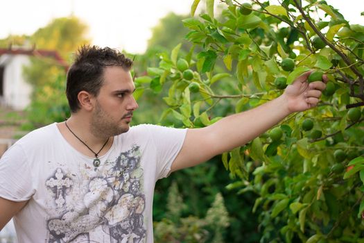 One young man cutting the lemons from the tree.