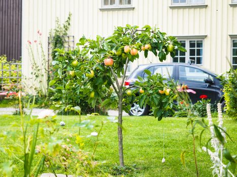 Small apple tree in front of beige house in garden, fresh green grass